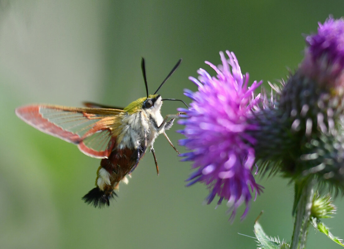 Бражник - Лилия .