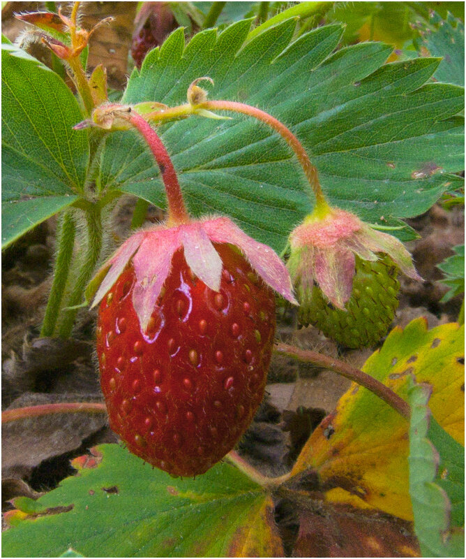 Картинка лета - Валентин Котляров Картинка лета - Валентин Котляров