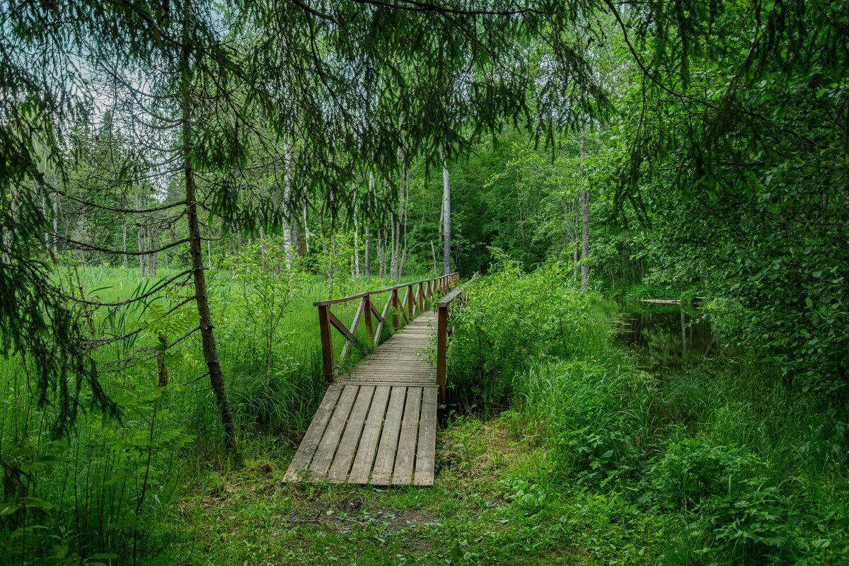 Лесными тропами - Александр Филатов