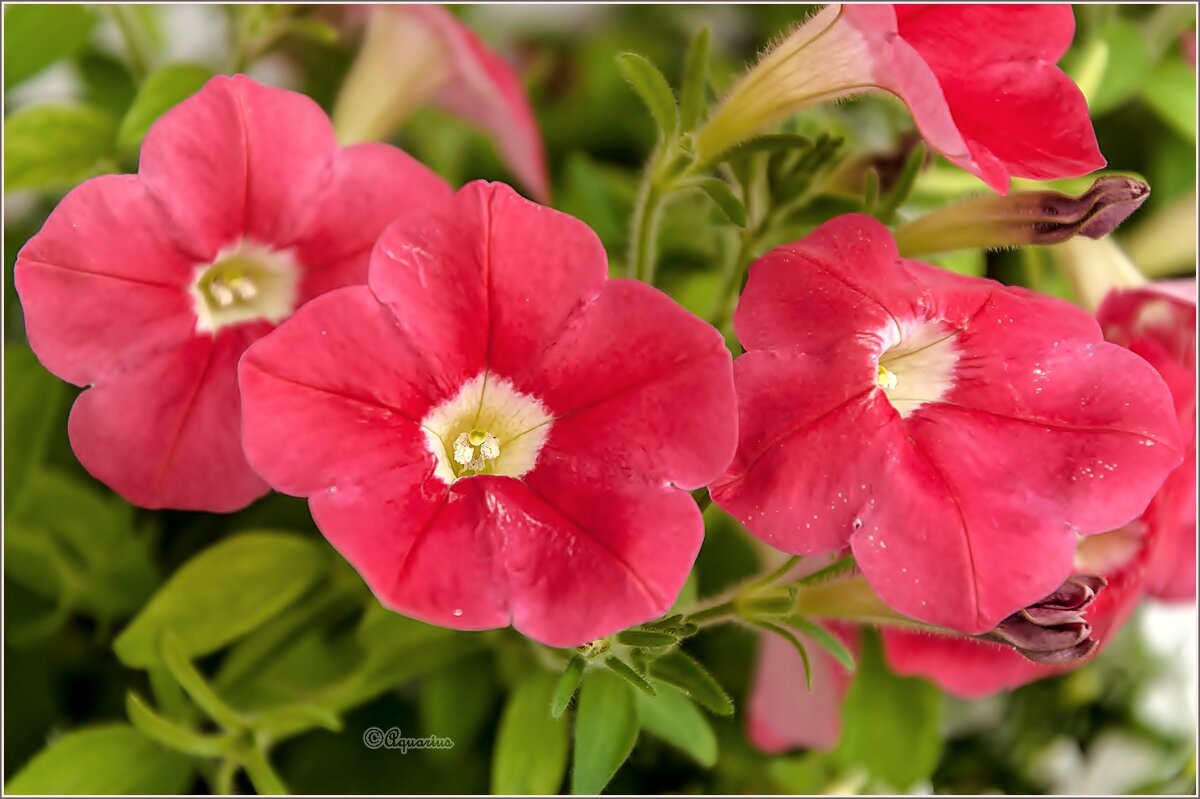 Пето,июнь,цветы... - Aquarius - Сергей