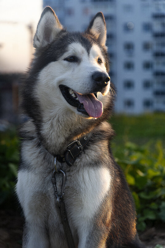 Ярик. - leff Postnov