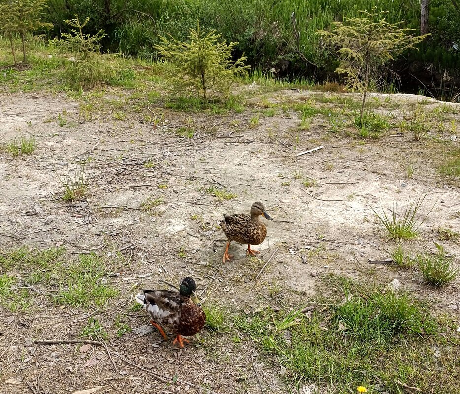 Необычный окрас у утки. - Ирина *** Необычный окрас у утки. - Ирина ***