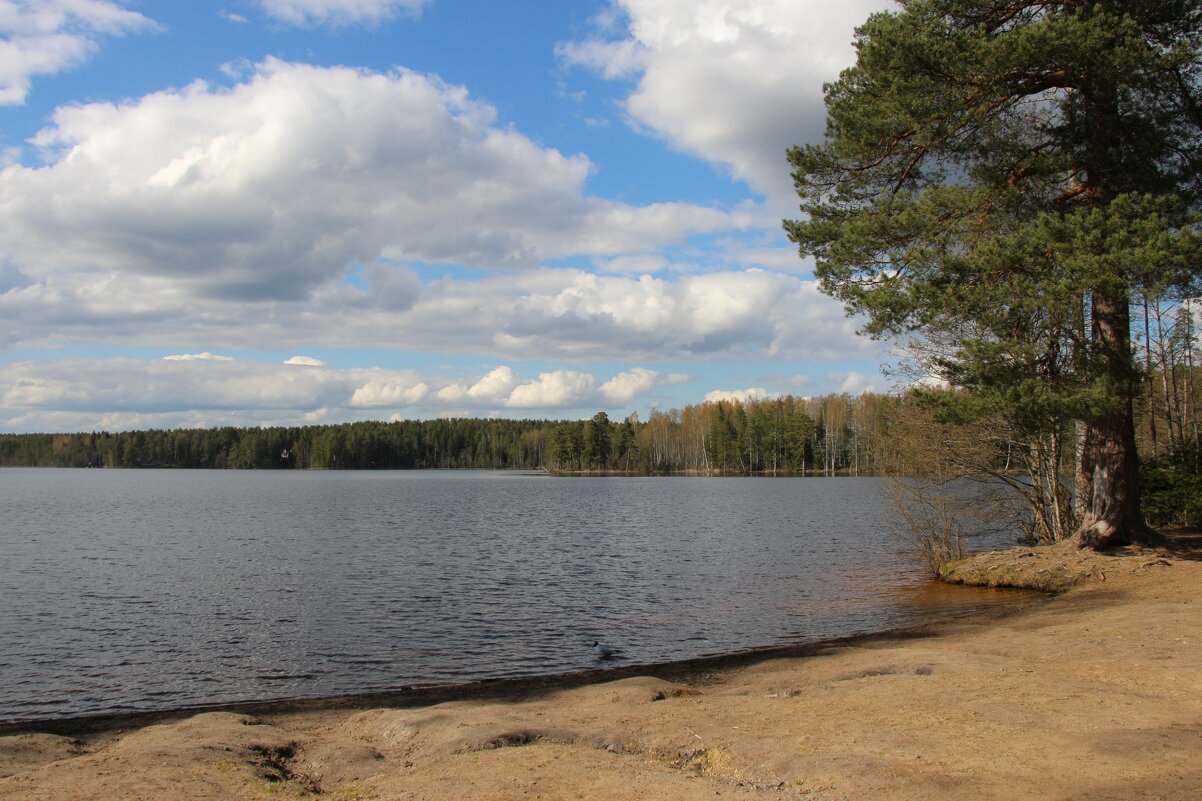 Комарово. Озеро Щучье - Наталья Герасимова