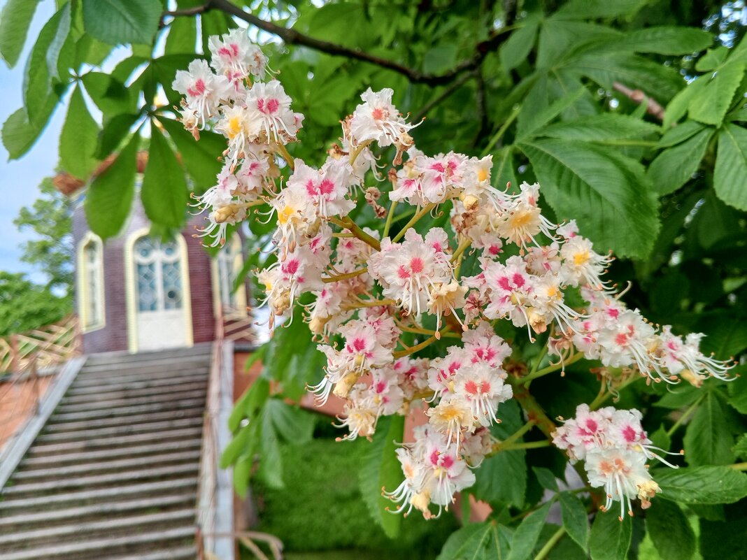 Каштан - Сапсан 