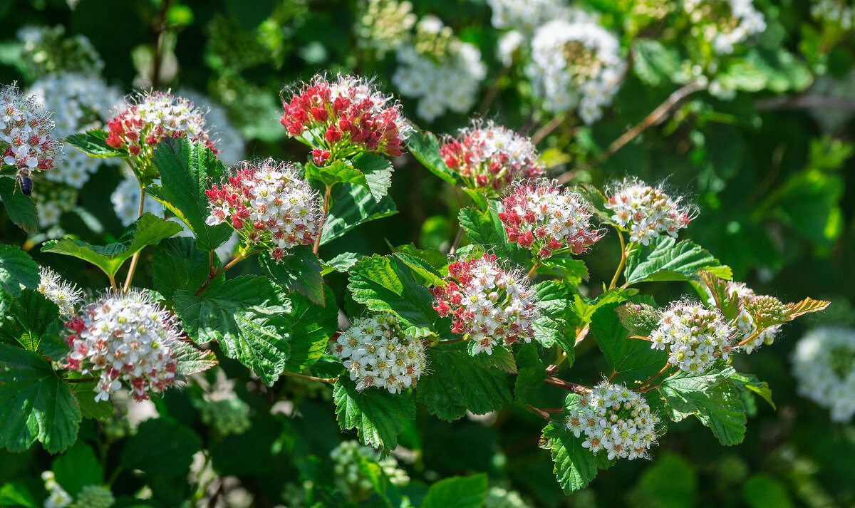 *** - Виктор Иванович Чернюк