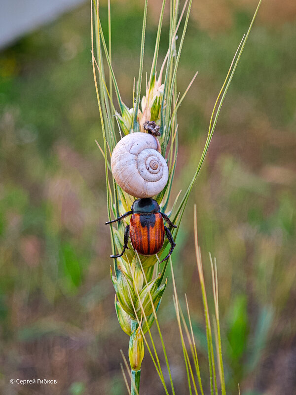 Помогает улитке :) - Сергей Гибков