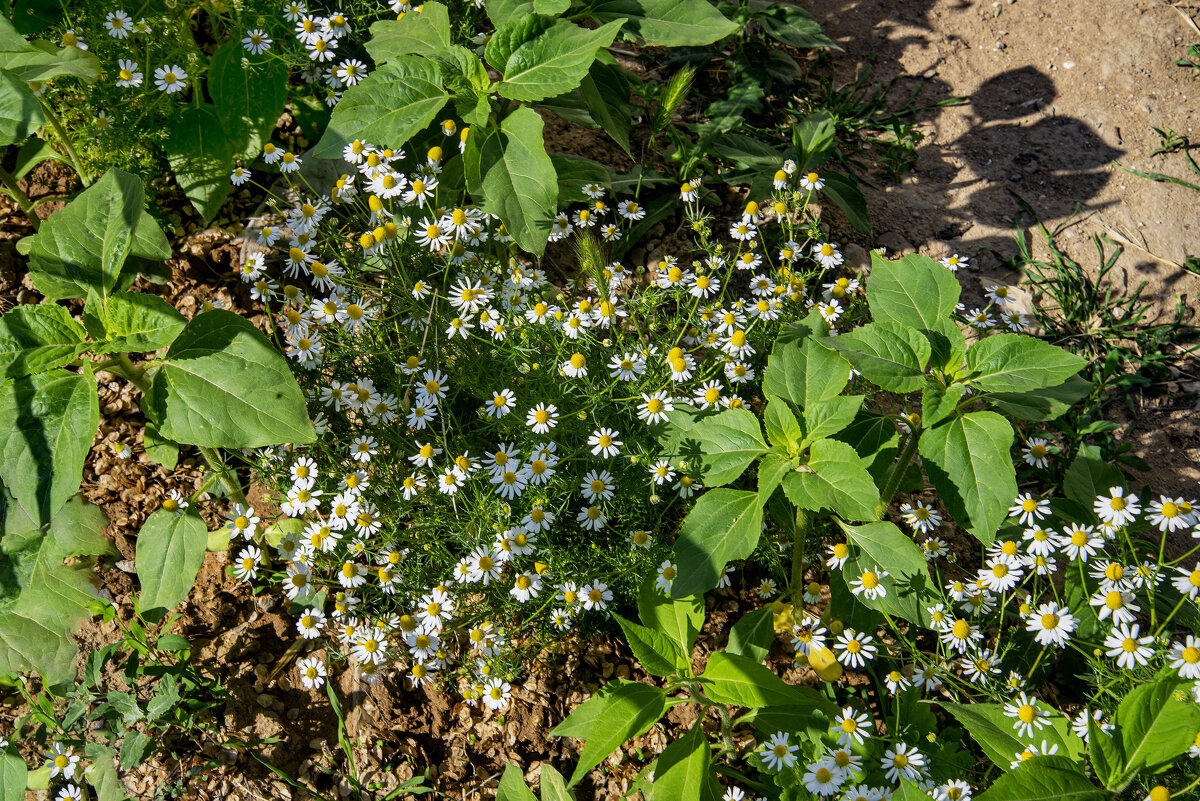 Ромашки - Анатолий Чикчирный