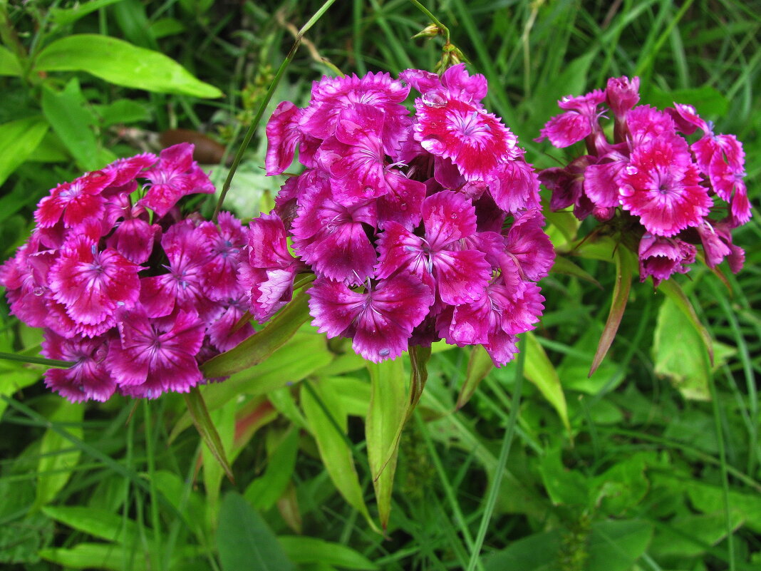 Гвоздика цветёт - Людмила Смородинская