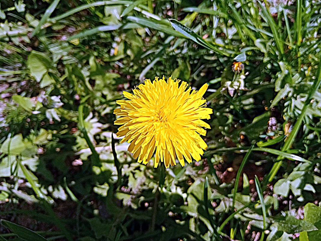 Весенний цвет. - Владимир Драгунский