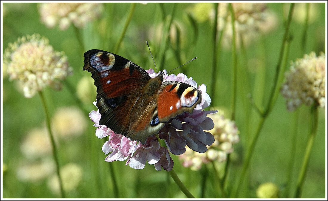 Лето это маленькая жизнь - Aleksandr Gal Лето это маленькая жизнь - Aleksandr Gal