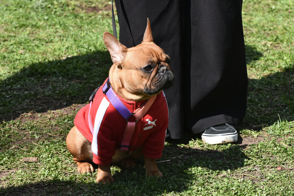 Москва. Парад французских бульдогов в усадьбе «Воронцово». - Наташа ***** Москва. Парад французских бульдогов в усадьбе «Воронцово». - Наташа *****