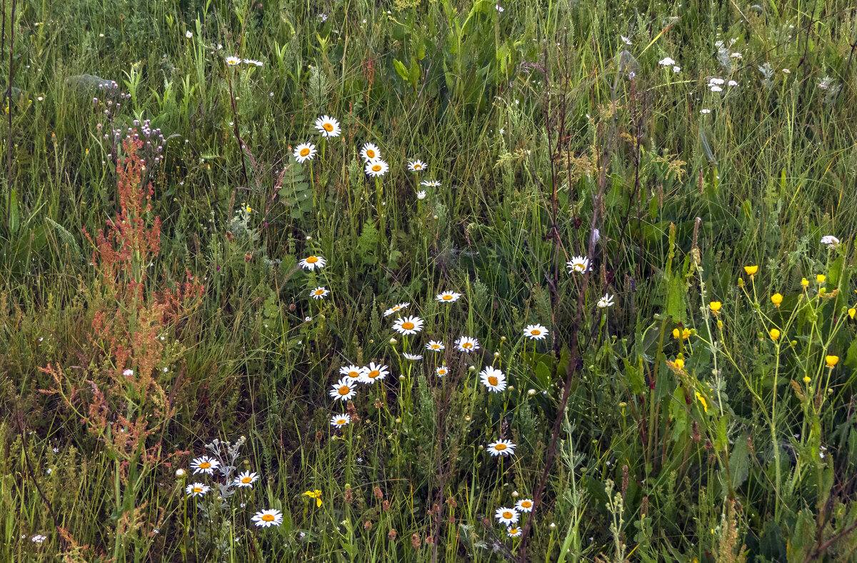 Цветы полевые - Сергей Цветков