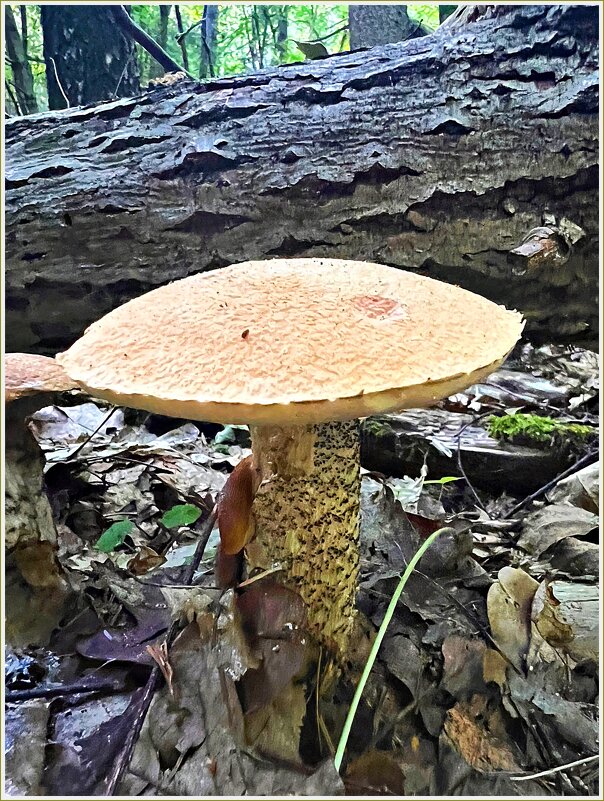 В лесу нашла только 2 покусанных гриба. - Валерия Комова В лесу нашла только 2 покусанных гриба. - Валерия Комова