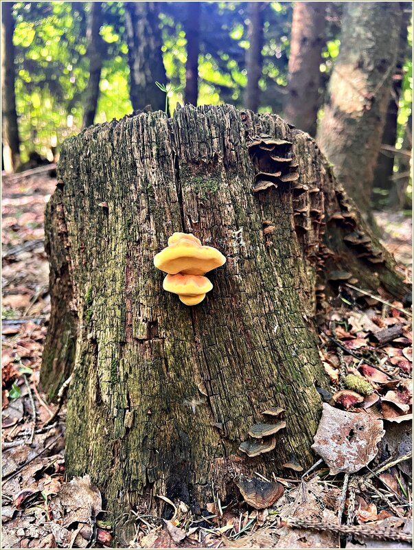 ТСЖ. - Валерия Комова ТСЖ. - Валерия Комова