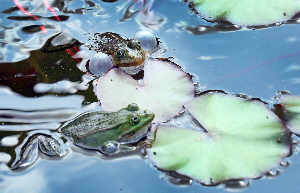 Ботсад МГУ 10 июня - Михаил Бибичков