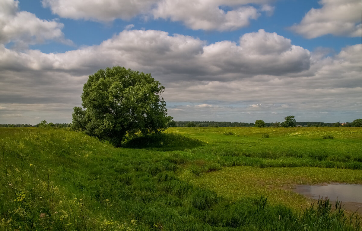 Подмосковный июнь 5 - Андрей Дворников
