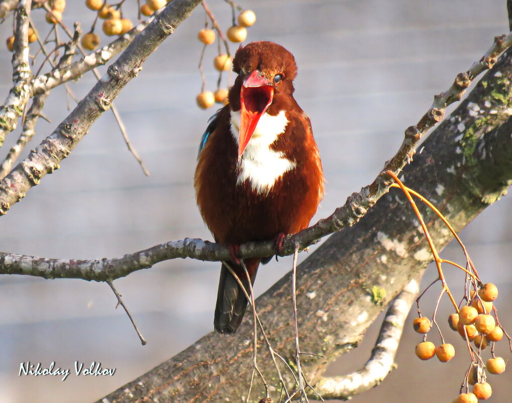 Белогрудый зимородок-2 - Николай Волков Белогрудый зимородок-2 - Николай Волков