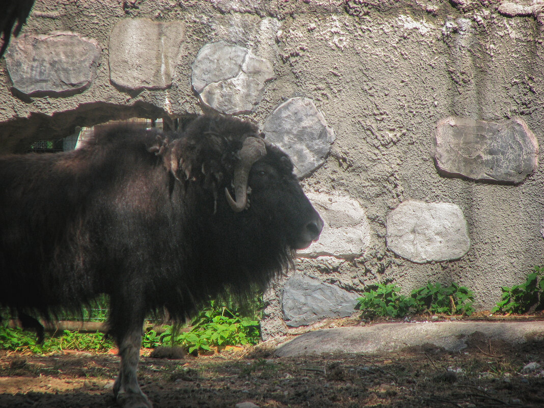 Овцебык - Джованни Луче