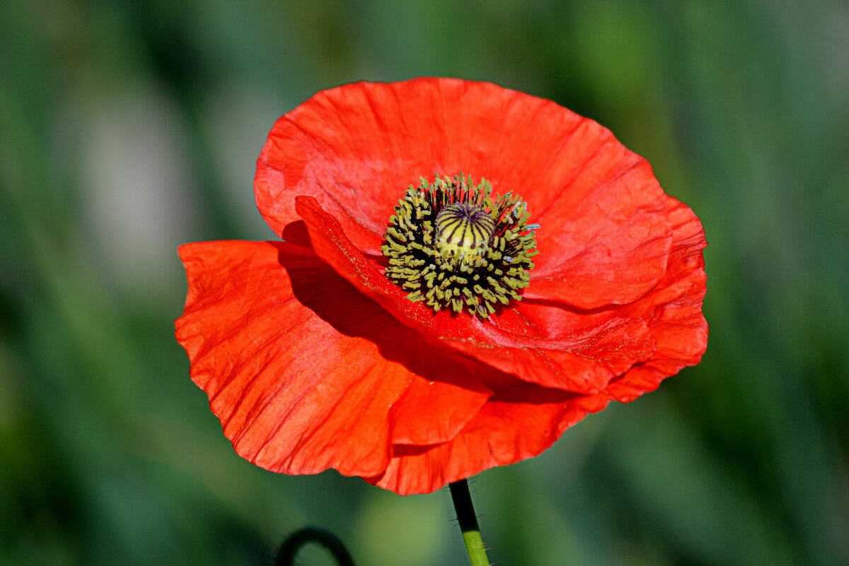 Садовый декоративный мак - Татьяна Лютаева