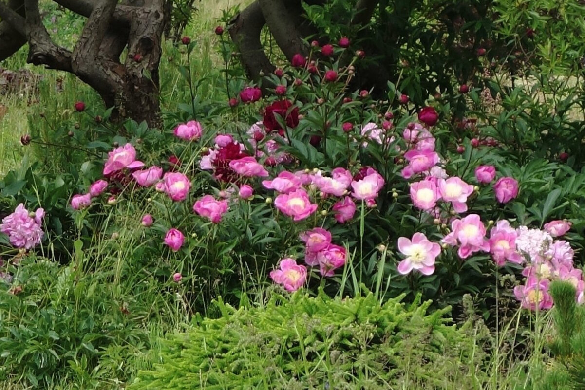 Пионы - Рита Симонова