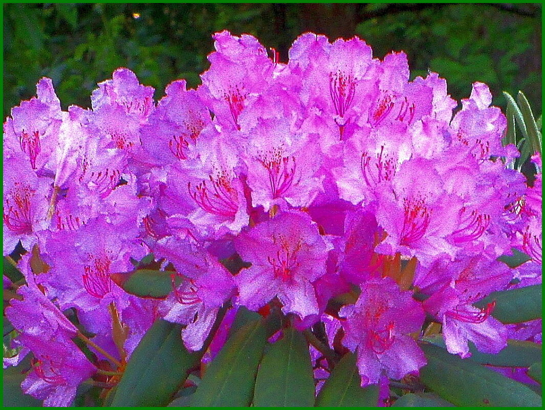 Рододендрон - Ольга Довженко