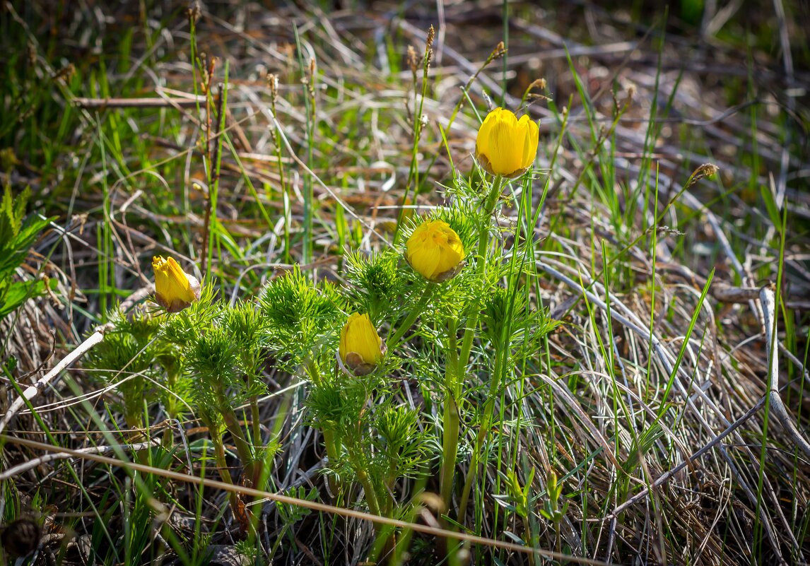 Адонис весенний. - Алексей Трухин