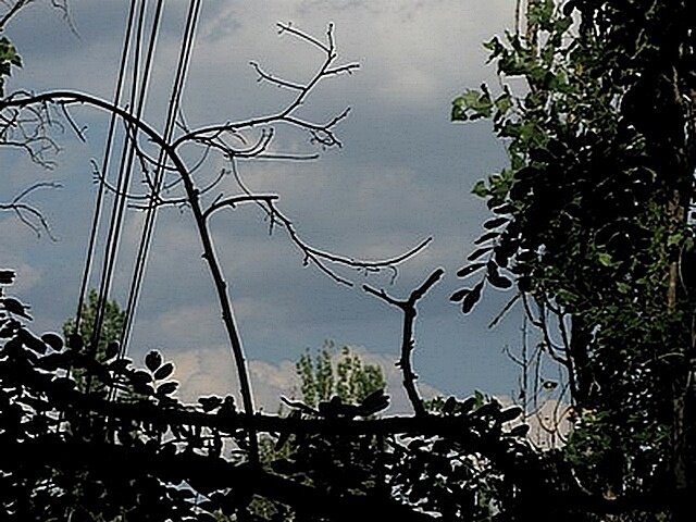 SpaceFace - Александр Хоменко