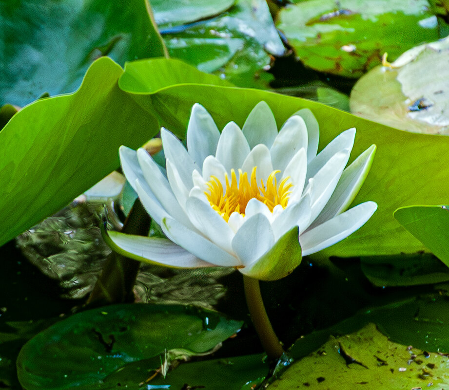 Белоснежная  кувшинка - Варвара 