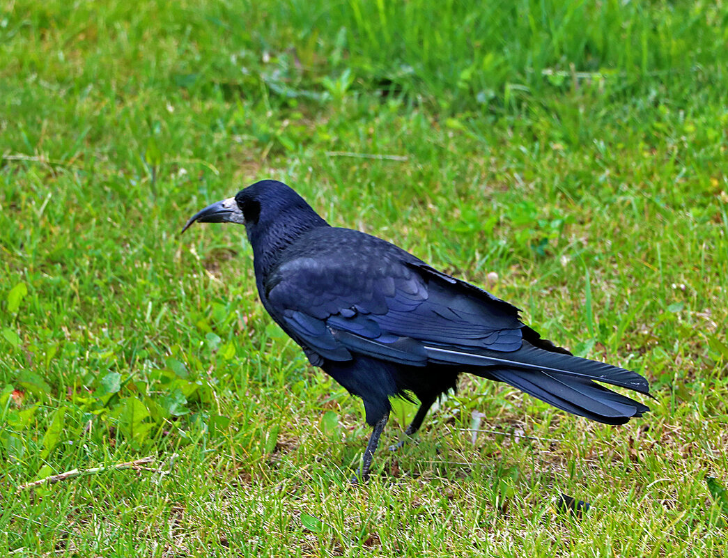 Красавец грач - Светлана 