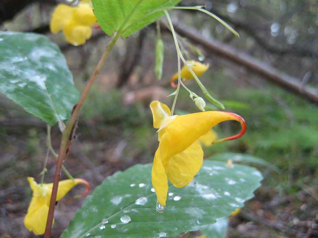 Недотрога - Anna Ivanova