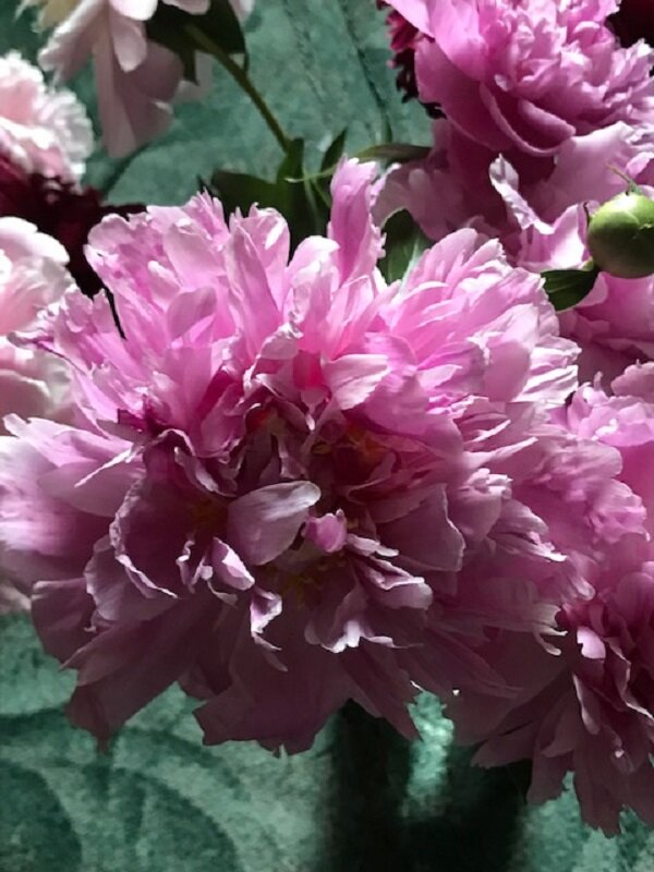 Время пионов - Татьяна Юрасова