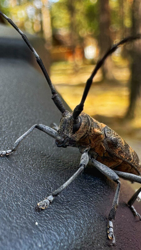 Жук - Sergey Xranitel