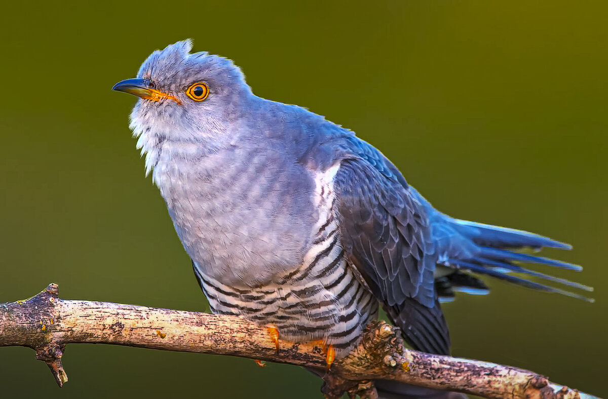 Обыкновенная кукушка - Aleksey Afonin