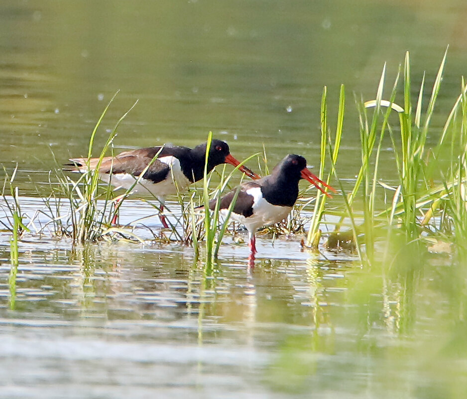 кулики-сороки - Светлана кулики-сороки - Светлана