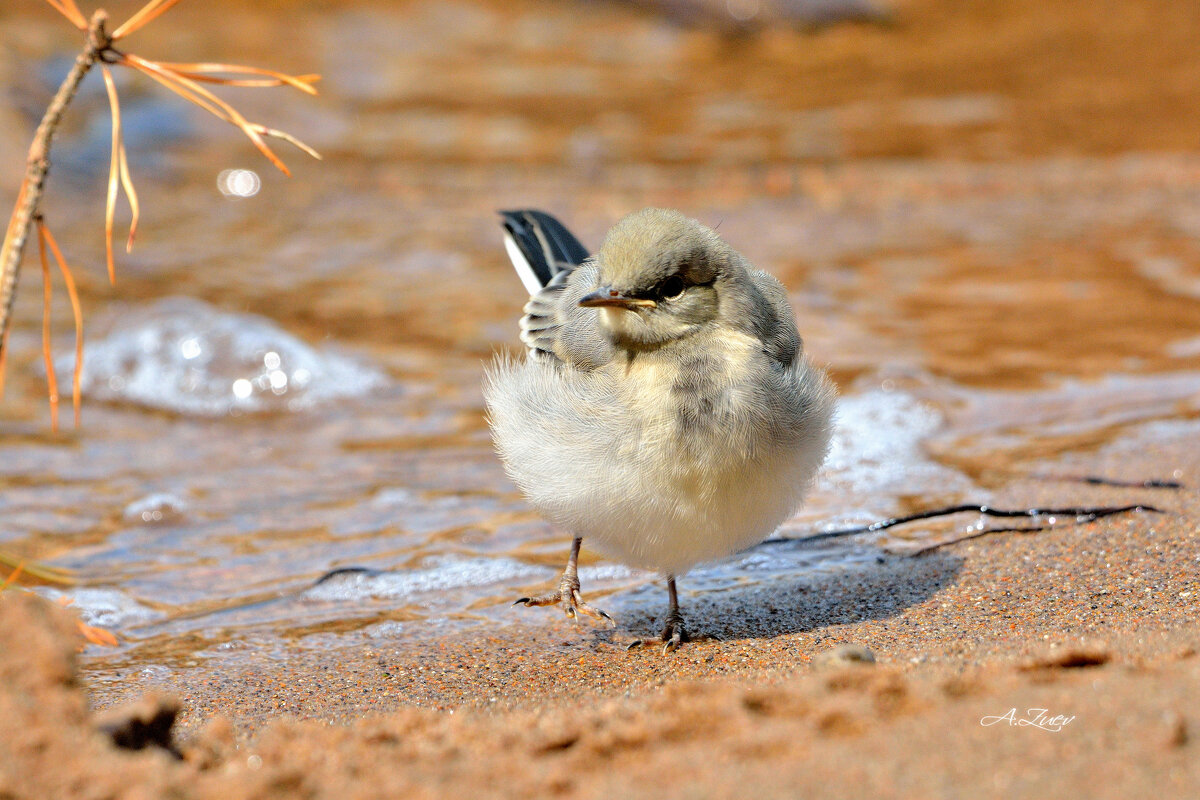 ** - Александр Зуев