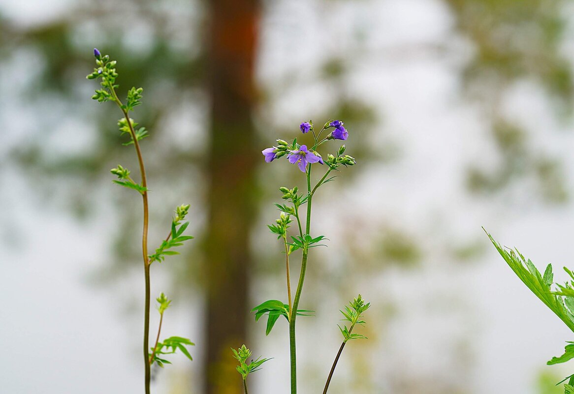 Синюха ползучая - Татьяна Тюменка