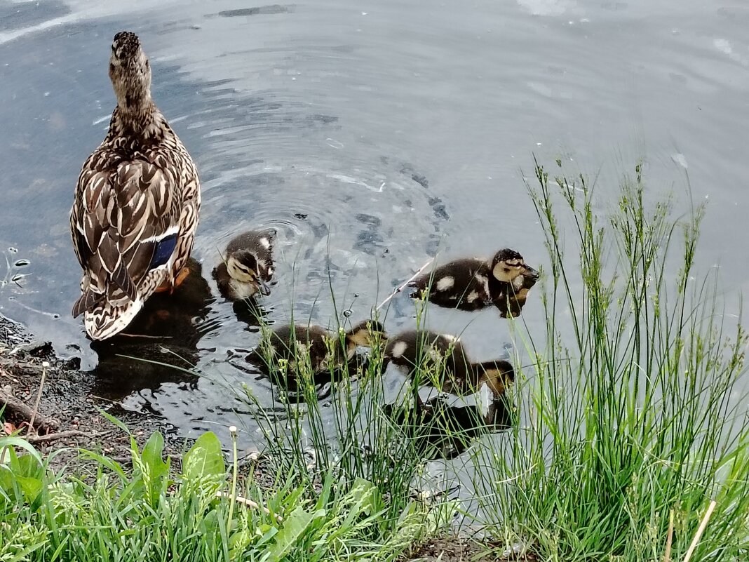 Мама-утка - Надежда Мама-утка - Надежда