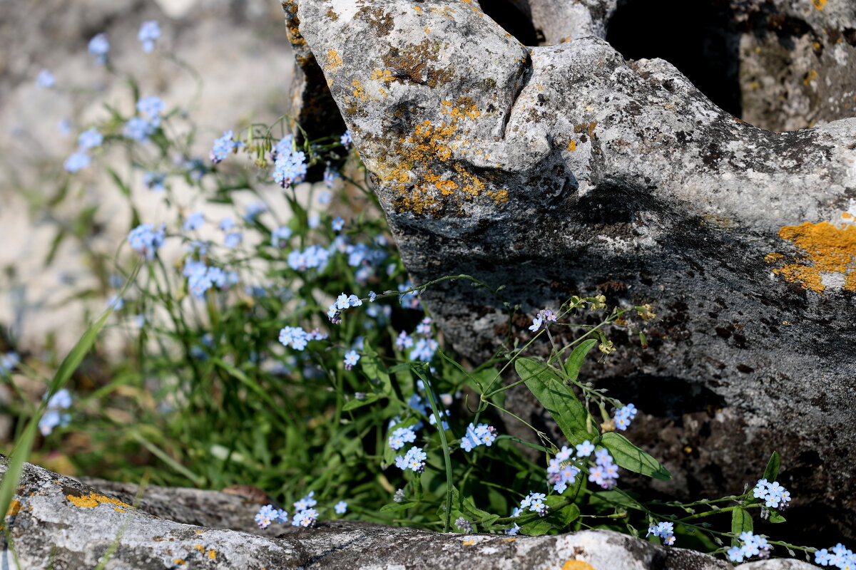 Горные цветы - Александр Кондаков