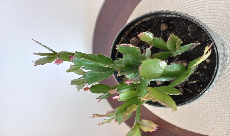 Декабрист - Svetlana 