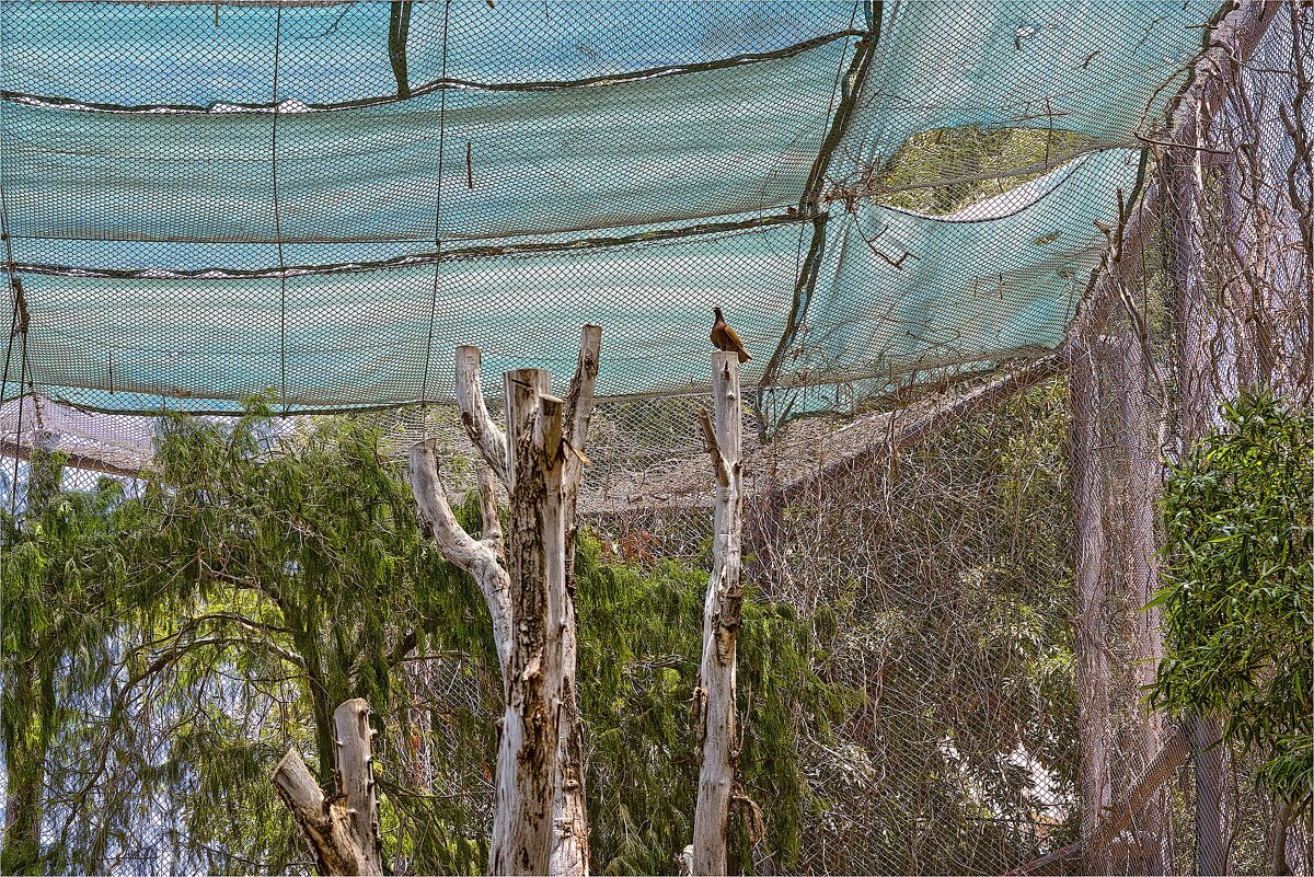 Хайфа 06,2025году Зоопарк - ujgcvbif 