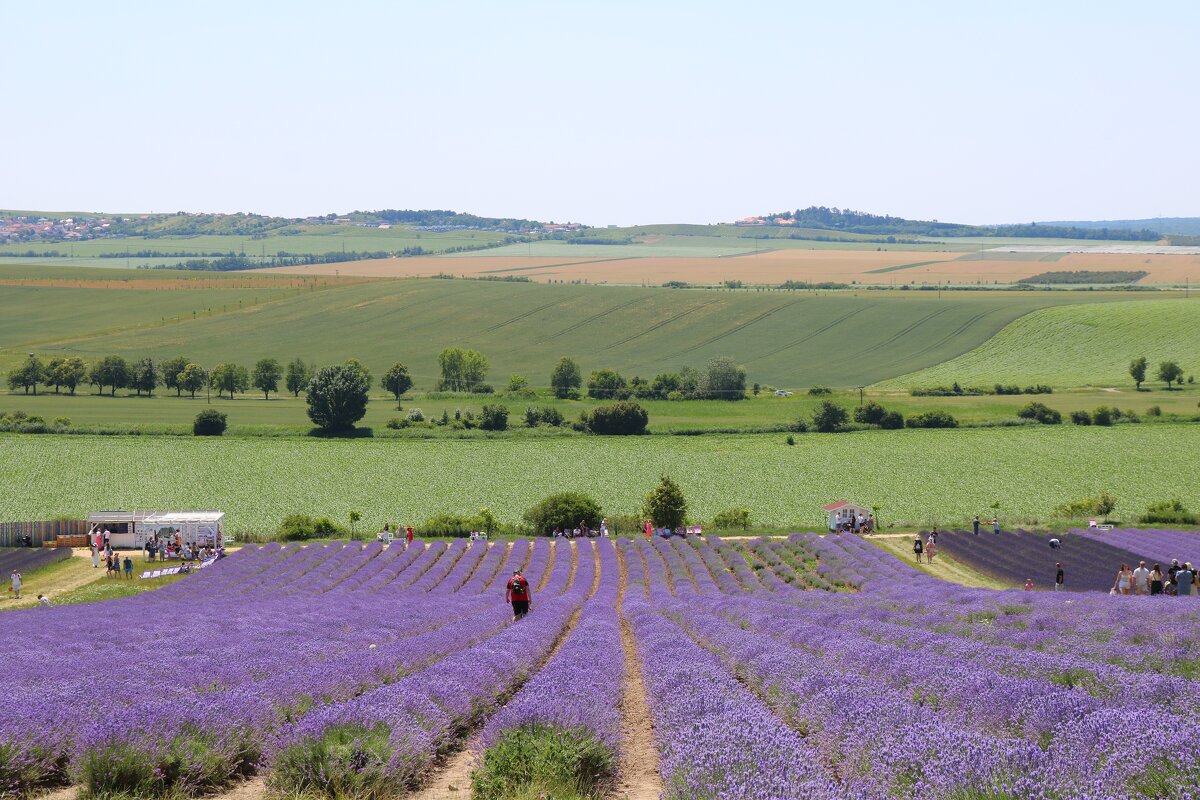 лавандовая ферма - Светлана Баталий