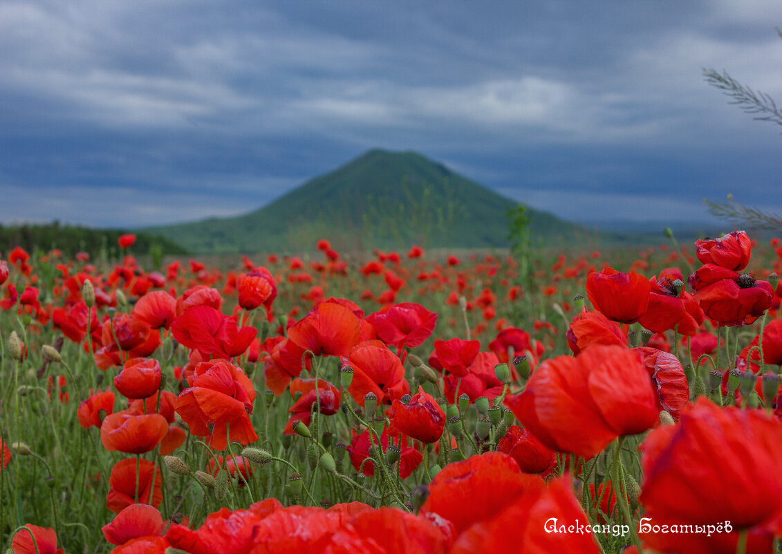 маки Ставрополья - Александр Богатырёв