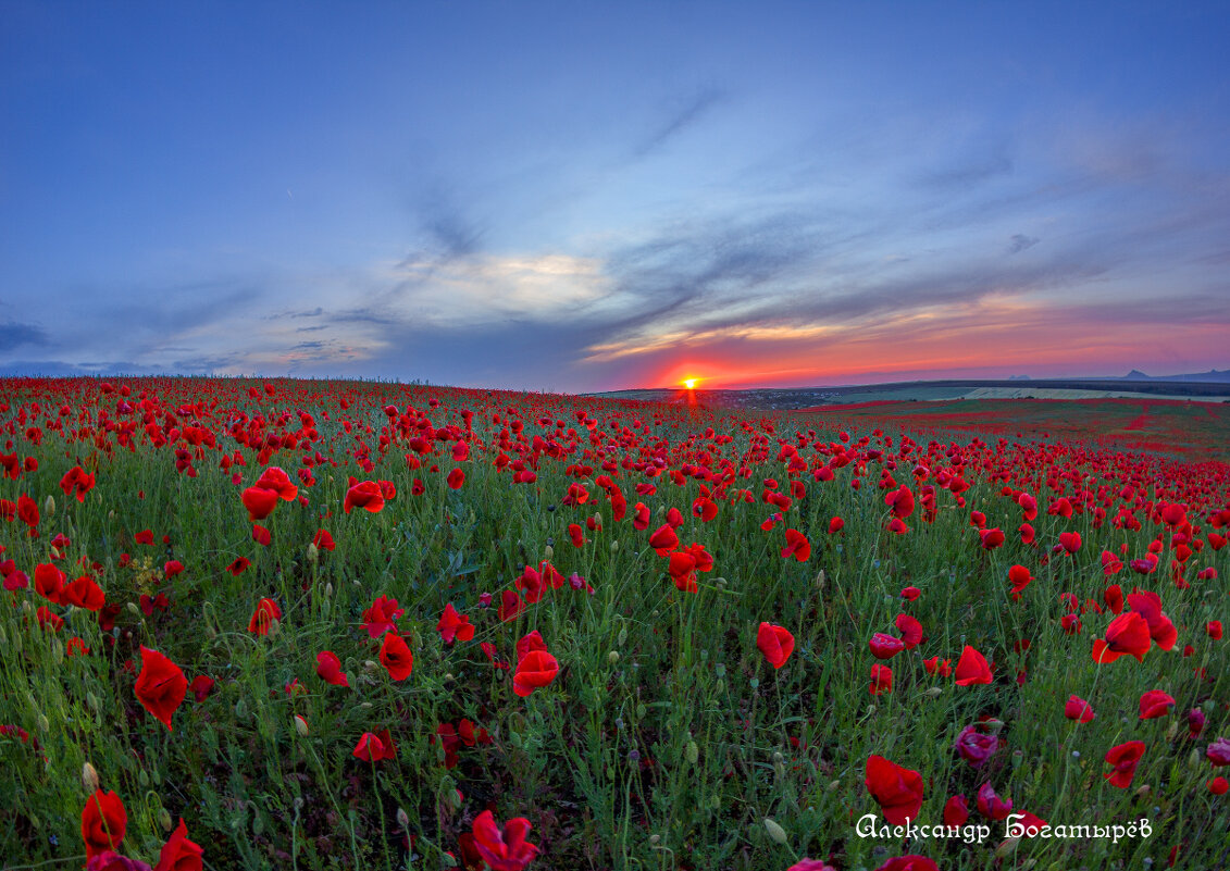 маки Ставрополья - Александр Богатырёв маки Ставрополья - Александр Богатырёв
