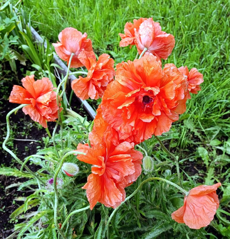 Маки декоративные махровые. - Ирина ***