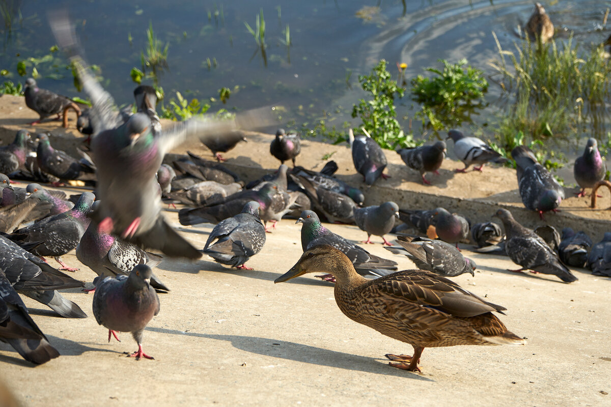 Свой среди чужих, чужой среди своих - Олег Манаенков