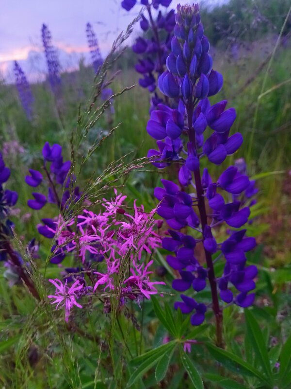 Люпин - Сапсан 