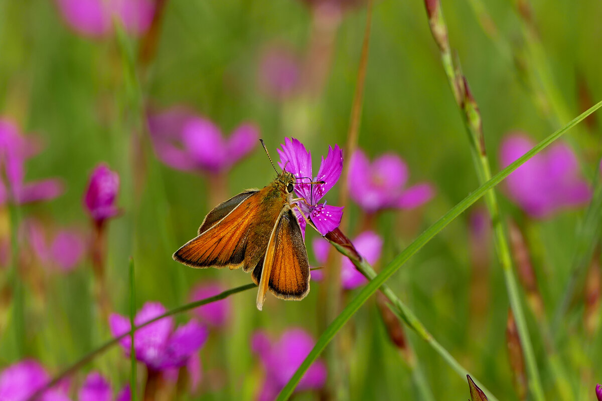 из снятого вчера 5 - Александр Прокудин