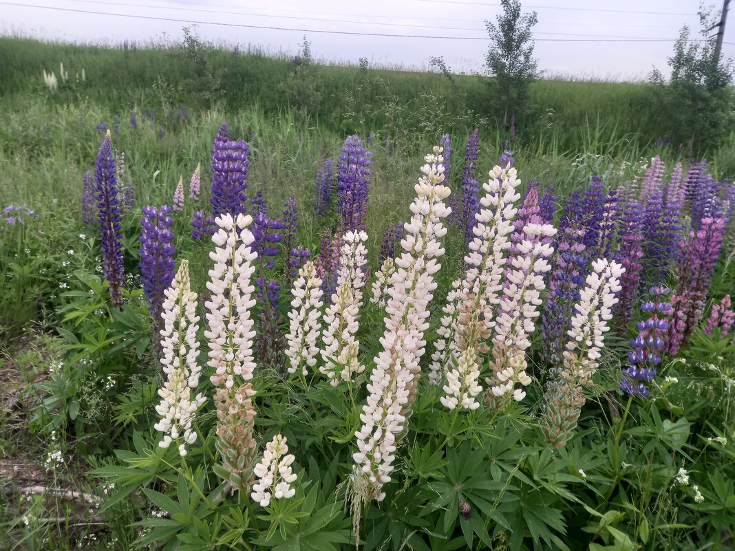 Люпины - Сапсан 