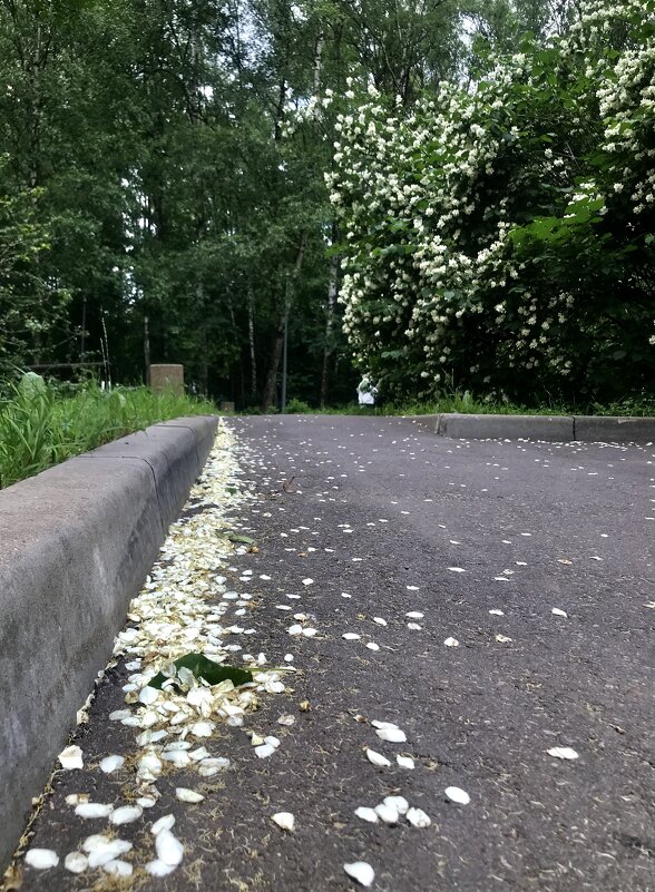 Дорога вымощенная лепестками…) - Любовь 