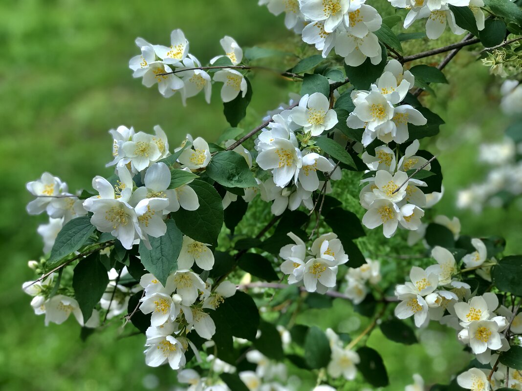 Жасминовая гроздь. - Любовь 